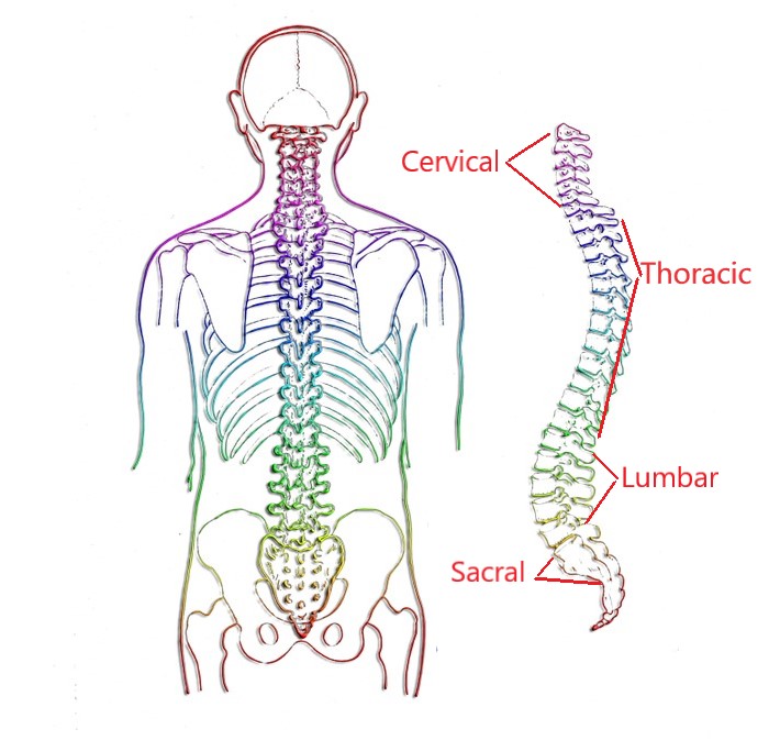 Regions Of The Vertebral Column