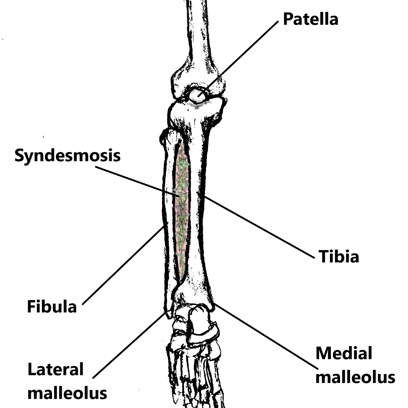 J_sketch_anterior_R.lower_leg 001.jpg_labelled (2).jpg – This Dancing Life